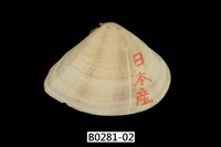 藏品(花蛤)的圖片